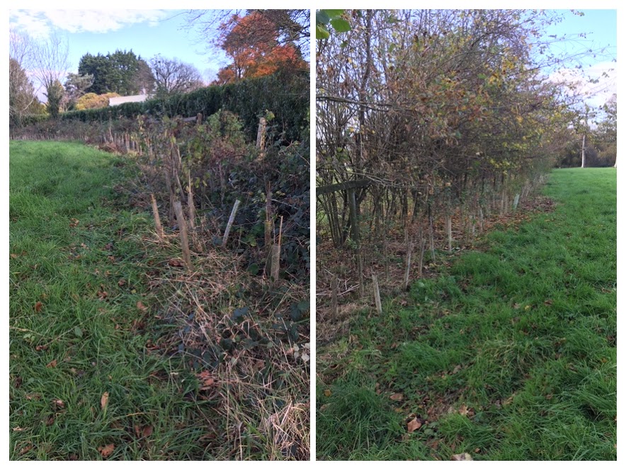 Collage of photos showing maintained hedgerows